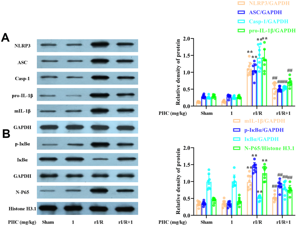 Effects of PHC on rI/R-induced NF-κB and NLRP3 inflammasome signaling in the lungs of rats. Lung sections were collected 24 h after rI/R treatment. Lung homogenization was used to obtain the total protein, nuclear and cytoplasmic extracts. Western blotting was used to measure protein levels. (A) The levels of ASC, NLRP3, pro- and mature IL-1β, and caspase-1. (B) The nuclear concentration of p65 and the protein levels of IκBα and p-IκBα. GAPDH was used as an internal control for cytoplasmic and total proteins, while histone H3.1 was used as an internal control for nuclear proteins. Data are presented as the mean ± S.D. (n = 8). *P P #P ##P 