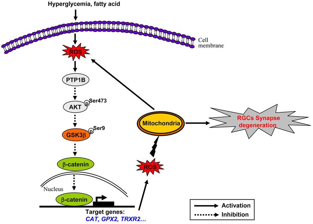 Schematic of molecular mechanisms underlying oxidative stress-driven mitochondrial impairment in HFD-induced diabetic retinal neurodegeneration. See the text for a detailed description.