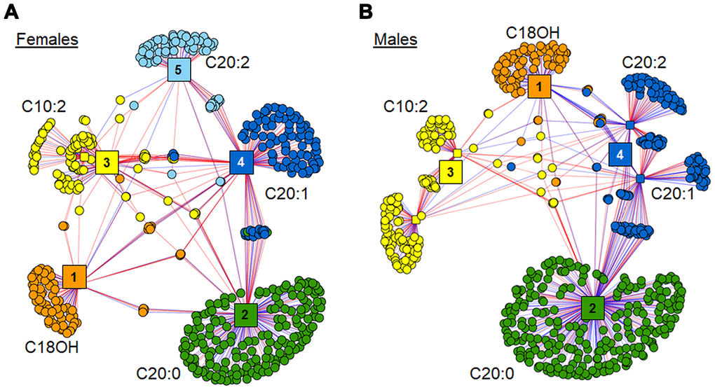 Association of top 6 age-associated acylcarnitines with metabolome. (A) xMWAS network of top 6 age-associated acylcarnitines as associated with metabolome within females. Cluster 1 (orange) has features predominantly associated with hydroxystearoylcarnitine (C18OH). Cluster 2 (green) is comprised of features associated most closely with arachidylcarnitine (C20:0). Cluster 3 (yellow) contains features clustered around decadienoylcarnitine (C10:2) and decatrienoylcarnitine (C10:3). Cluster 4 (dark blue) has features mainly associated with eicosenoylcarnitine (C20:1). Cluster 5 (light blue) has features mainly associated with eicosadienoylcarnitine (C20:2). See Supplementary Table 6 for detailed annotation of metabolites included in the female network. (B) xMWAS network of top 6 age-associated acylcarnitines as associated with metabolome within males. Clusters 1-3 form around the same acylcarnitines as their respective acylcarnitines in the female subset. Cluster 4 (blue) has features mainly associated with both C20:1 and C20:2. See Supplementary Table 7 for detailed annotation of metabolites included in the male network. Positive associations are shown in red, while negative associations are shown with blue lines.