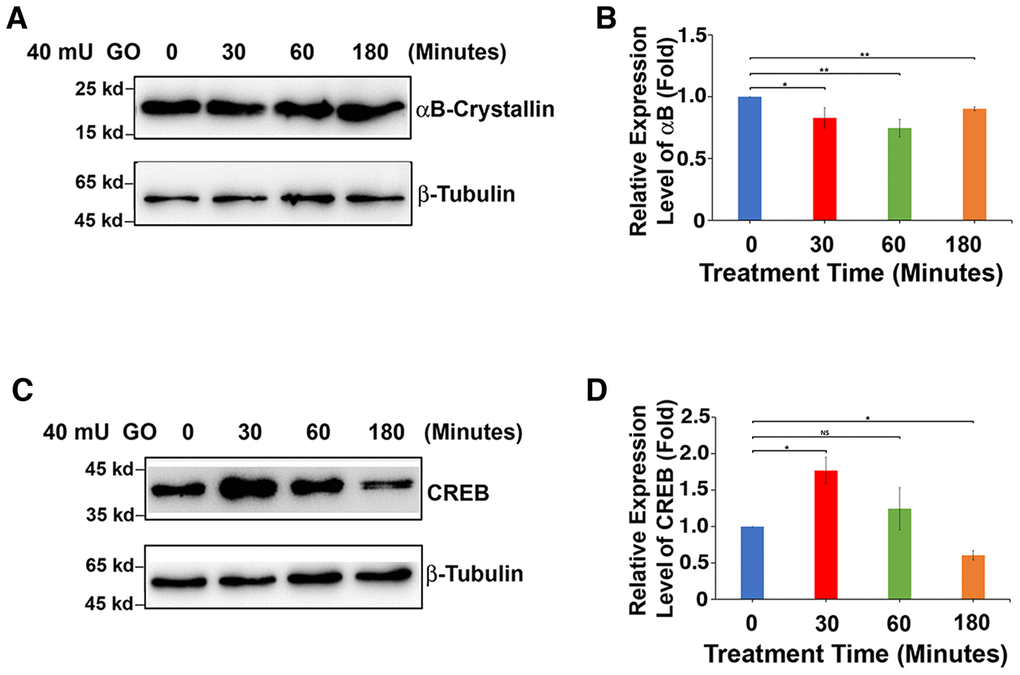 GO-induced apoptosis of rat lens epithelial cells is derived from downregulated expression of αB-crystallin caused by upregulation of CREB. (A) Western blot analysis of αB-crystallin in rat lens epithelium with 40mU glucose oxidase treated from 0 to 180 minutes. (B) Semi-quantification of the western blot results in (A). (C) Western blot analysis of total CREB (T-CREB) in rat lens epithelium with 40mU glucose oxidase treated from 0 to 180 minutes. (D) Semi-quantification of the western blot results in (C). Note the reverse relationship between expression of αB-crystallin with that of total CREB expression. All experiments were repeated three times. Error bar represents standard deviation, N=3. * p NS, statistically not significant.