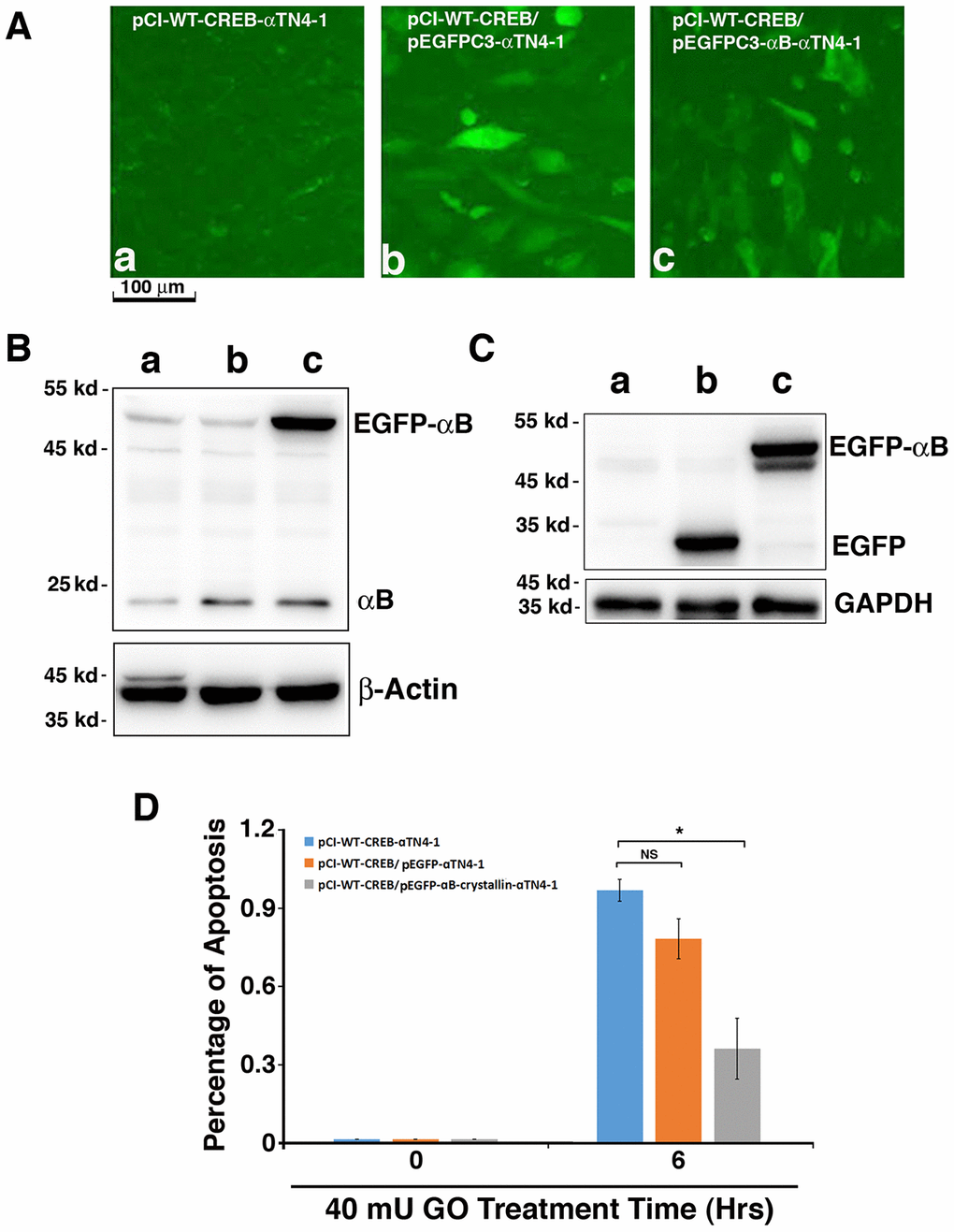 Exogenous human αB-crystallin restores the ability of pCI-CREB-αTN4-1 cells against hydrogen peroxide-induced apoptosis. (A) The pCI-CREB-αTN4-1 cells were either untransfected (A-a), or transfected with pEGFPC3 vector (A-b), or pEGFPC3-HαB (A-c) transiently. Transfection was confirmed by fluorescence microscopy. The pEGFPC3 vector-transfected pCI-CREB-αTN4-1 cells displayed homogenous distribution of green fluorescence protein in the whole cells (A-b). In contrast, in the pEGFPC3-HαB-transfected pCI-CREB-αTN4-1 cells, the green fluorescence fusion protein was largely restricted in the cytoplasm (A-c). (B) Western blot analysis of the expression level of endogenous αB-crystallin and GFP-αB fusion protein in pCI-CREB-αTN4-1 cells (a), pCI-CREB-αTN4-1/pEGFPC3-αTN4-1 cells (b) and pCI-CREB-αTN4-1/pEGFPC3-HαB-αTN4-1 cells (c) detected with anti-αB antibody. (C) Western blot analysis of the expression level of GFP and GFP-αB fusion protein in pCI-CREB-αTN4-1 cells (a), pCI-CREB-αTN4-1/pEGFPC3-αTN4-1 cells (b) and pCI-CREB-αTN4-1/pEGFPC3-HαB-αTN4-1 cells (c) detected with anti-EGFP antibody. (D) After treatment by 40 mU GO for 6 hours, apoptosis in the 3 types of cells as indicated were analyzed. Note that pCI-CREB-αTN4-1/pEGFPC3-HαB-αTN4-1 cells expressing exogenous HαB displayed over 50% less apoptosis than pCI-CREB-αTN4-1 cells and pCI-CREB-αTN4-1/pEGFPC3-αTN4-1 cells. All experiments were repeated three times. Error bar represents standard deviation, N=3. * p NS, statistically not significant.