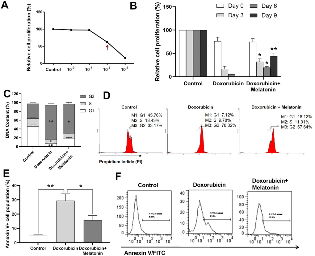 Melatonin enhances proliferation on doxorubicin-treated CHRF cells and repairs G2/M cell cycle arrest induced by doxorubicin. (A) Relative cells proliferation treated by different concentration (10-9 M~10-7 M) of doxorubicin for 24 h. (B) Proliferation analysis of doxorubicin-treated CHRF cells with or without melatonin (200 nM) on days 0, 3, 6 and 9, (n=3). (C) Cell cycle analysis of doxorubicin-treated CHRF cells with or without melatonin (200 nM) for four days (n=4). (D) Cell cycle assessed by flow cytometry (n=4). (E) Cell apoptosis analysis of doxorubicin-treated CHRF cells with or without melatonin (200 nM) for, n=3. (F) Detection of Annexin V by flow cytometry, n=3. One-way ANOVA or Two-way ANOVA (with a Tukey multiple comparison test) was employed to test for significance. #Compared with control group, p