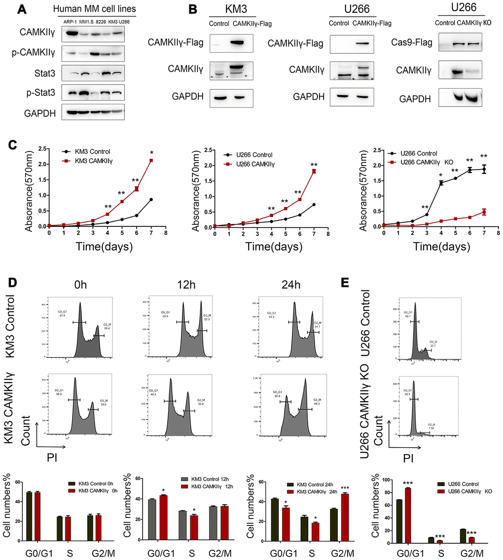 Effects of CAMKIIγ on proliferation and cycle progression of MM cells. (A) CAMKIIγ and Stat3 protein expression in human MM cell lines, including ARP-1, MM1.S, 8226, KM3, U266 cell lines. (B) CAMKIIγ overexpression or knockout efficiency was measured by Western blot. GAPDH was used as a loading control. (C) Proliferation curves of KM3 or U266 stable-transfected cells with CAMKIIγ overexpression or knockout, compared with their controls. The MTT assays were performed for a total of a week (*P P D) KM3 cells of CAMKIIγ overexpression and the control were cultured in serum-free medium for 48 hours, then maintained in 1640 medium supplemented with 15% fetal bovine serum at the indicated times. Representative images and quantification of cell cycle by flow cytometry (*P P E) Representative images and quantification of cell cycle in U266 cells after DOX-induced CAMKIIγ-KO (***P 