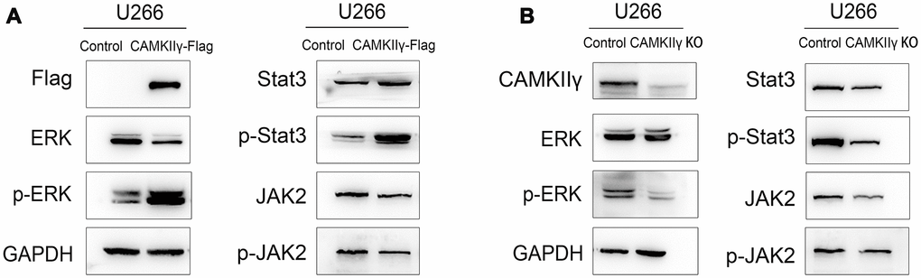 CaMKIIγ regulated ERK and Stat3 in MM cells. Expression of total-ERK, phospho-ERK, total-Jak2, phospho-Jak2, total-Stat3, phospho-Stat3 proteins were determined in U266 transfected cells of CaMKIIγ high-expression (A) and low-expression (B).
