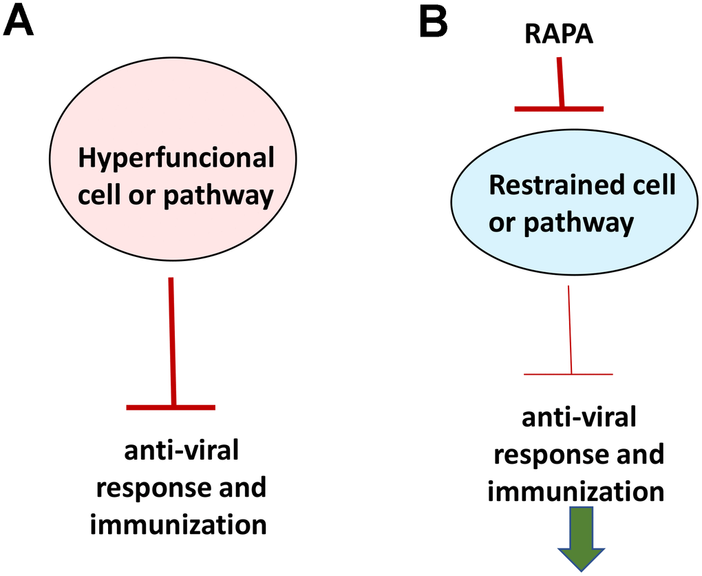 Rejuvenating immunity by inhibiting hyperfunction. (A) Specific hyper-functional cells (or signaling pathways) can inhibit some other cell types (or pathways) that are needed for proper anti-viral response and immunization. (B) By inhibiting hyper-functional cells or pathways, rapamycin can reactivate “loss-of-function” otherwise suppressed by hyper-functional cells or pathways.