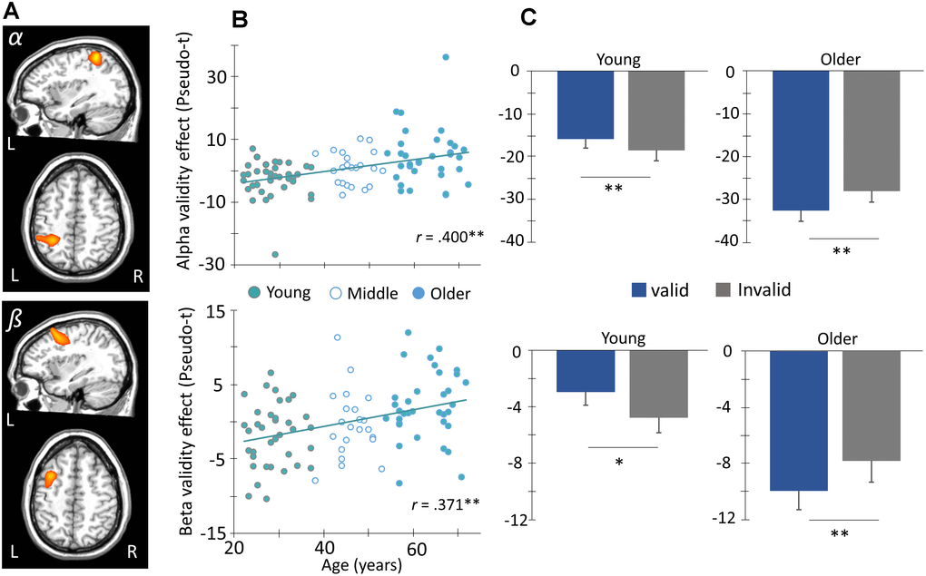 Age modulates frontoparietal networks during attentional reorienting. (A) Whole-brain voxel-wise correlational analysis of alpha (8-14 Hz, top) and beta (14-22 Hz, bottom) validity maps (i.e., invalid – valid) and age revealed significant positive correlations between alpha and beta validity effects in left parietal cortex and frontal eye fields (FEF), respectively, and age. Images in two planes are shown for each. (B) The amplitude (pseudo-t) of the peak voxels shown in (A) were extracted and plotted as a function of age (x-axis) to identify the origin and distribution of the age-validity effect. Again, the parietal alpha data appears on the top with the frontal beta below. (C) Given this finding, the sample was stratified into age groups (i.e., younger and older) based on ± 0.5 SD of the full group’s mean age, such that subjects above 0.5 SDs were defined as the older group, and those below 0.5 SDs were defined as the younger group. This stratification can be seen in (B). The average amplitude of each conditional response (valid and invalid) is plotted to the right. Post-hoc paired t-tests were then conducted to identify the direction of the validity effect in each group. Asterisks mark significant validity effects (p p 