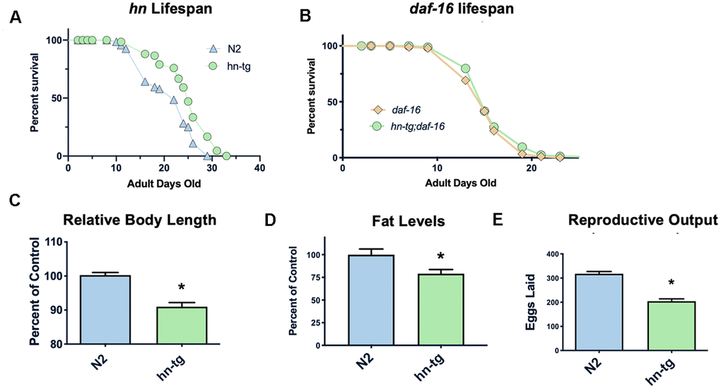 Humanin overexpression is sufficient to increase lifespan in C. elegans. HN overexpression significantly increased lifespan in worms (average lifespan of 19.0 days) compared to wild-type/N2 (average lifespan 17.7 days) (A). This increase in lifespan was dependent on daf-16 as daf-16(mu86) mutants did not have any increase in lifespan when crossed with the humanin-tg strain (average lifespan 15.5 days vs 16.1 days respectively) (p B). Hn-tg worms also had a significant decrease in body length, body fat, and reproductive output (C–E). *indicates p