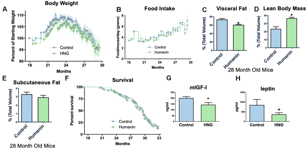 Midlife humanin treatment improves metabolic health in mice. Twice weekly treatment with HNG in midlife improves weight (A) without changing food intake (B). There were also improvements in body composition with a decreased values in visceral fat (C), an increase in lean body mass (D), and no change in subcutaneous fat (E). Although there was no significant difference in lifespan with this low of a dose of humanin (F), there was a significant decrease in circulating IGF-I (G) and a trend (pH). *indicates p