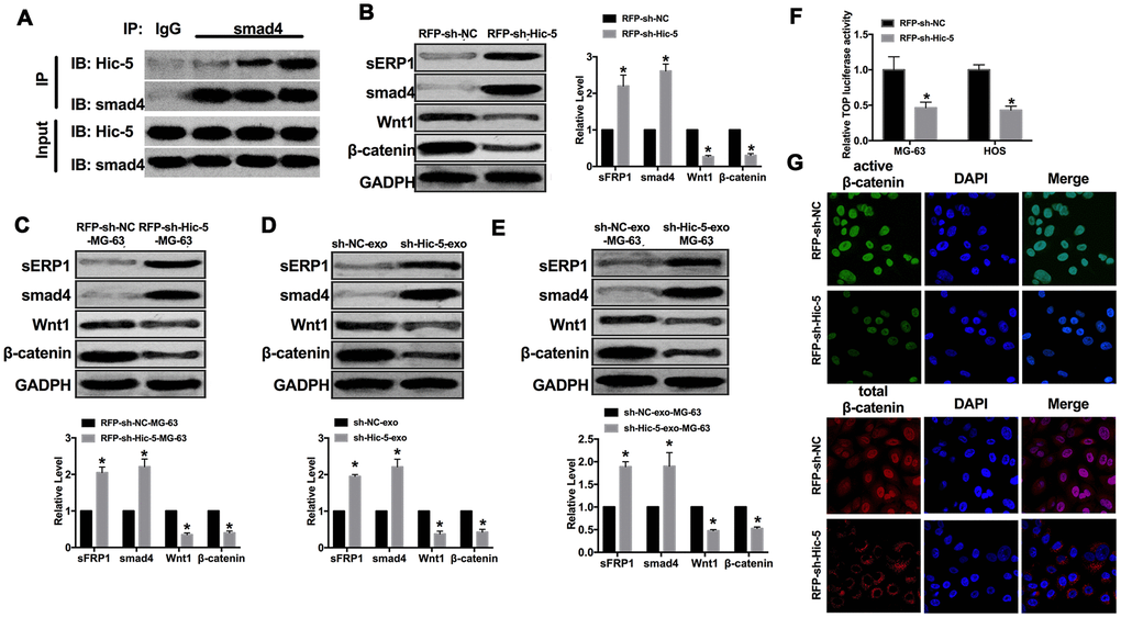 Exosomal-Hic-5 regulated the development of OS via inhibiting Wnt/β-catenin signal pathway. (A) CoIP assay was performed to confirm the relationship between Hic-5 and smad4. (B) The expression of Wnt/β-catenin signal pathway elements (sFRP1, Smad4, Wnt1and β-catenin) were detected in MG-63 cells after RFP-shRNA transfection. n=6, *PC) The expression of sFRP1, Smad4, Wnt1, β-catenin were detected in tumor from treated-MG-63 cell injection mice. n=10, *PD) The expression of Wnt/β-catenin signal pathway elements (sFRP1, Smad4, Wnt1and β-catenin) were detected in MG-63 cells after exosomes co-cultured. n=6, *PE) The expression of sFRP1, Smad4, Wnt1, β-catenin were detected in tumor from exosomes co-cultured-MG-63 cell injection mice. n=10, *PF) Wnt pathway activation by treatment with RFP-sh-Hic5/RFP-sh-NC regulates ß-Catenin signaling mediated TCF/LEF reporter activity. n=3, *PG) Subcellular localization of active β-catenin and total β-catenin in MG-63 cells by immunofluorescence staining.