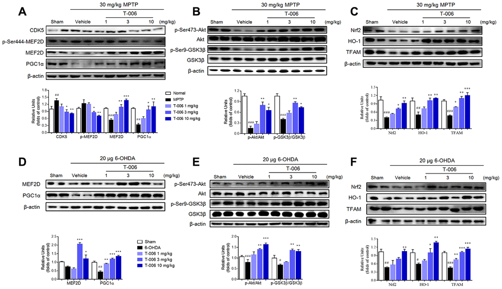 T-006 stimulates MEF2D/PGC1α/Nrf2 signal pathway through regulation of the Akt/GSK3β pathway in PD animal models. (A) Representative Western blots and densitometric analysis the expression of CDK5, p-MEF2D, MEF2D and PGC1α. (B, E) Representative Western blots and densitometric analysis of the expression of p-Akt and p-GSK3β. (C, F) Representative Western blots and densitometric analysis of the expression of Nrf2, HO-1 and TFAM. (D) Representative Western blots and densitometric analysis the expression of MEF2D and PGC1α. Data are expressed as mean±SEM (n=3 per group). #P##P###P*P**P***P