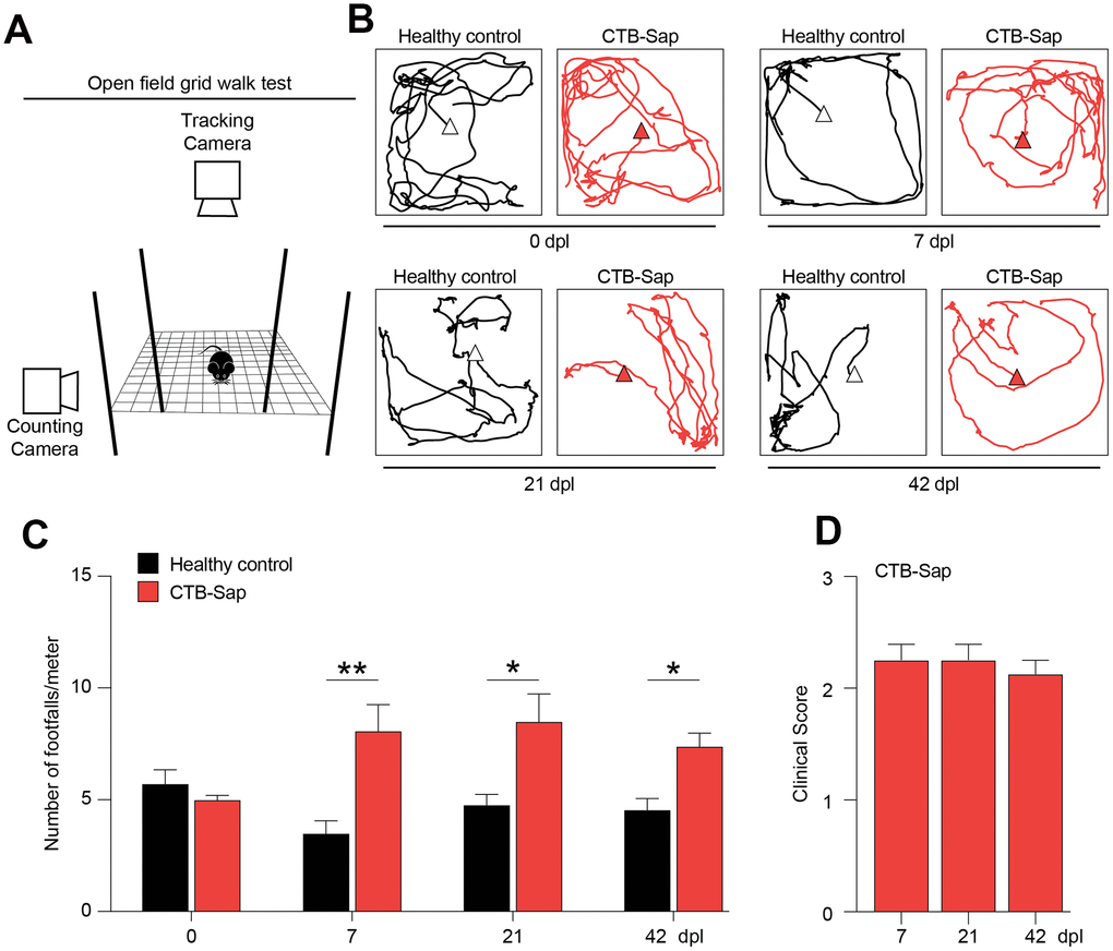 Motor impairment in spinal motoneuronal depleted CTB-Sap mice. (A) Experimental setting of open field grid walk behavioural platform. (B, C) Representative tracks (B) and quantification of the number of footfalls over meter (C) of healthy (black) and CTB-Sap lesioned (red) mice at 0, 7, 21 and 42 days post-lesion (dpl); data are mean ± SEM; **p-value D) Clinical score of CTB-Sap-lesioned mice in the time course of lesion; data are mean ± SEM.