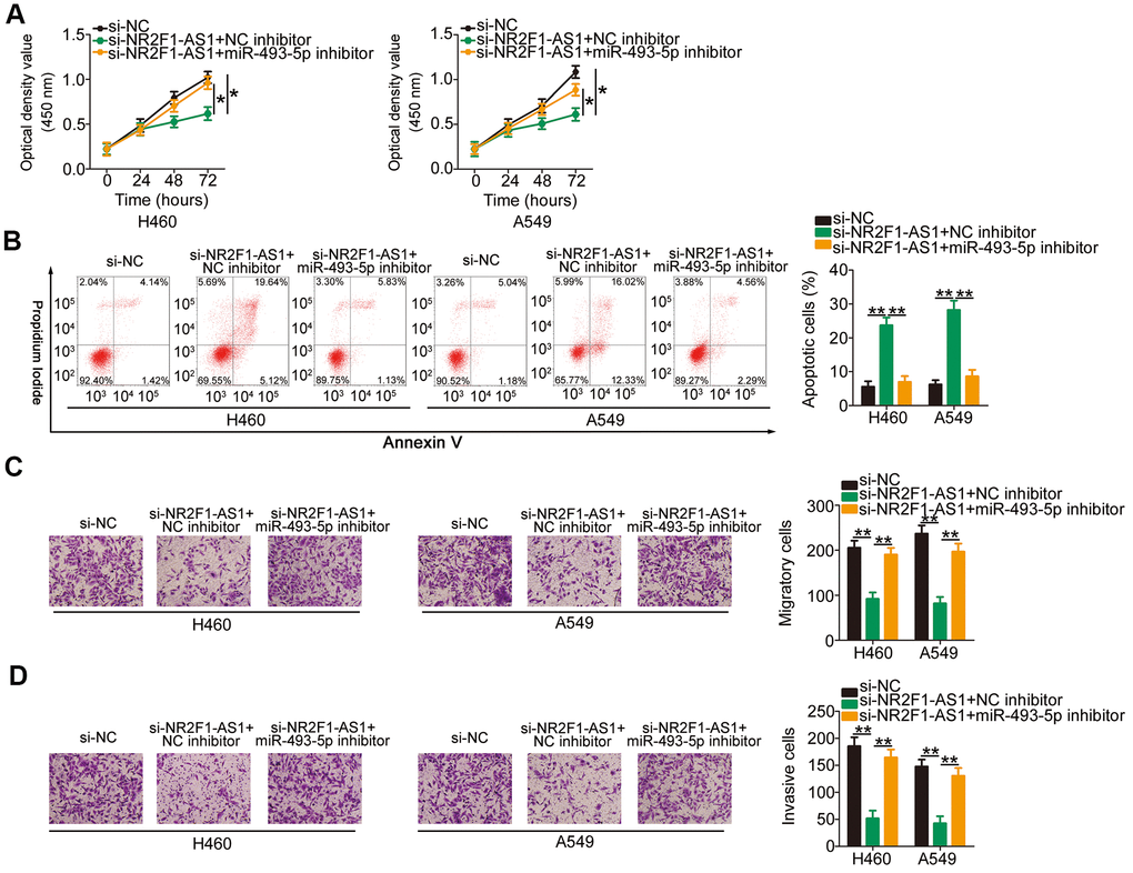Repression of miR-493-5p reverses the impacts of NR2F1-AS1 silencing on NSCLC cells. H460 and A549 cells were transfected with si-NR2F1-AS1 in combination with miR-493-5p inhibitor or NC inhibitor. (A, B) Rescue effects of miR-493-5p inhibition on si-NR2F1-AS1-mediated inhibition of cell growth and promotion of apoptosis in H460 and A549 cells were explored by CCK-8 assay and flow cytometry analysis. (C, D) Rescue effects of miR-493-5p inhibition on si-NR2F1-AS1-mediated suppression of cell migration and invasion in H460 and A549 cells were evaluated by cell migration and invasion assays (x200 magnification). *P 