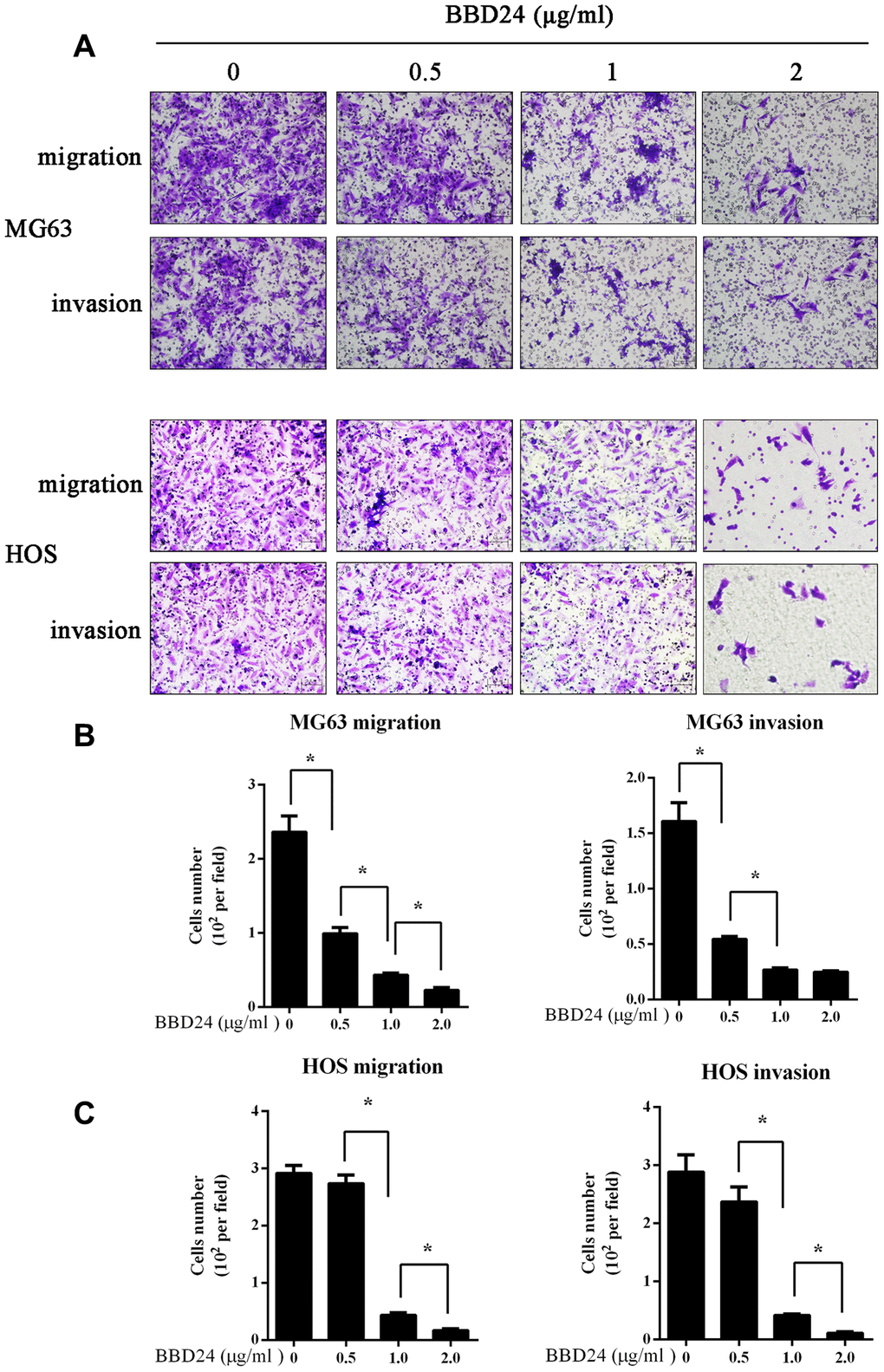 BBD24 suppressed OS cells migration and invasion. 1×105 MG63 and HOS cells were seeded on a transwell insert, then treating with different concentrations of BBD24. (A–C) BBD24 reduced the migration and invasion of MG63 and HOS cells in a dose dependent manner. Results were expressed as means ± SD of three independent experiments. * P