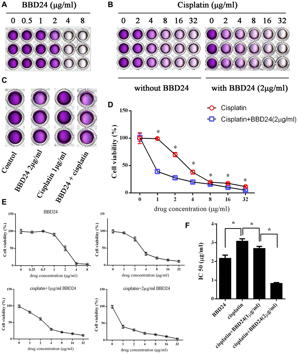 BBD24 improved cisplatin sensitivity in vitro. HOS cells were treated with BBD24 and/or cisplatin for 72h, then MTT assay was used to measure the cell viability. (A, B) HOS cells were treated with different concentrations of BBD24 or cisplatin. (C) HOS cells were treated with BBD24 (2 μg/ml) and/or cisplatin (1 μg/ml). (D) Cell viability of HOS in cisplatin group and cisplatin+BBD24 group. (E, F) IC50 of BBD24, cisplatin, cisplatin+BBD24 (1 μg/ml) and cisplatin+BBD24 (2 μg/ml). Results were expressed as means ± SD of three independent experiments. * P