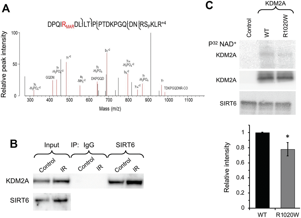 SIRT6 mono-ADP ribosylates KDM2A on R1019/R1020 (mouse/human). (A) Mass spec analysis of mouse KDM2A mono-ADP ribosylation. MS2 fragment spectrum of a KDM2A peptide obtained from mouse embryonic fibroblast cells supporting R1019 modified by a ribose-phosphate group indicating mono-ADP ribosylation (MAR). Pictured is an assignment showing ribose-phosphate modified R1019. A full compiled report downloaded from Protein Prospector of the MS2 data for this peptide can be found in the Supplementary Data (Supplementary Data 1). (B) SIRT6 interacts with KDM2A. coimmunoprecipitation of KDM2A was observed with antibodies directed against SIRT6 before and after irradiation (IR) (the experiment was repeated three times). (C) SIRT6 mono-ADP ribosylates KDM2A in vitro. KDM2A R1020W mutation significantly decreases SIRT6 mono-ADP ribosylation signal. Top panel. SIRT6 protein was incubated with purified human wild type flag-KDM2A or mutant R1020W proteins in the presence of radiolabeled NAD+. Mono-ADP ribosylation was detected by transfer of the radiolabel to the substrate. Lower panel. Quantification of upper gel. Graph represents mean ± SD of three experiments. *p > 0.05.
