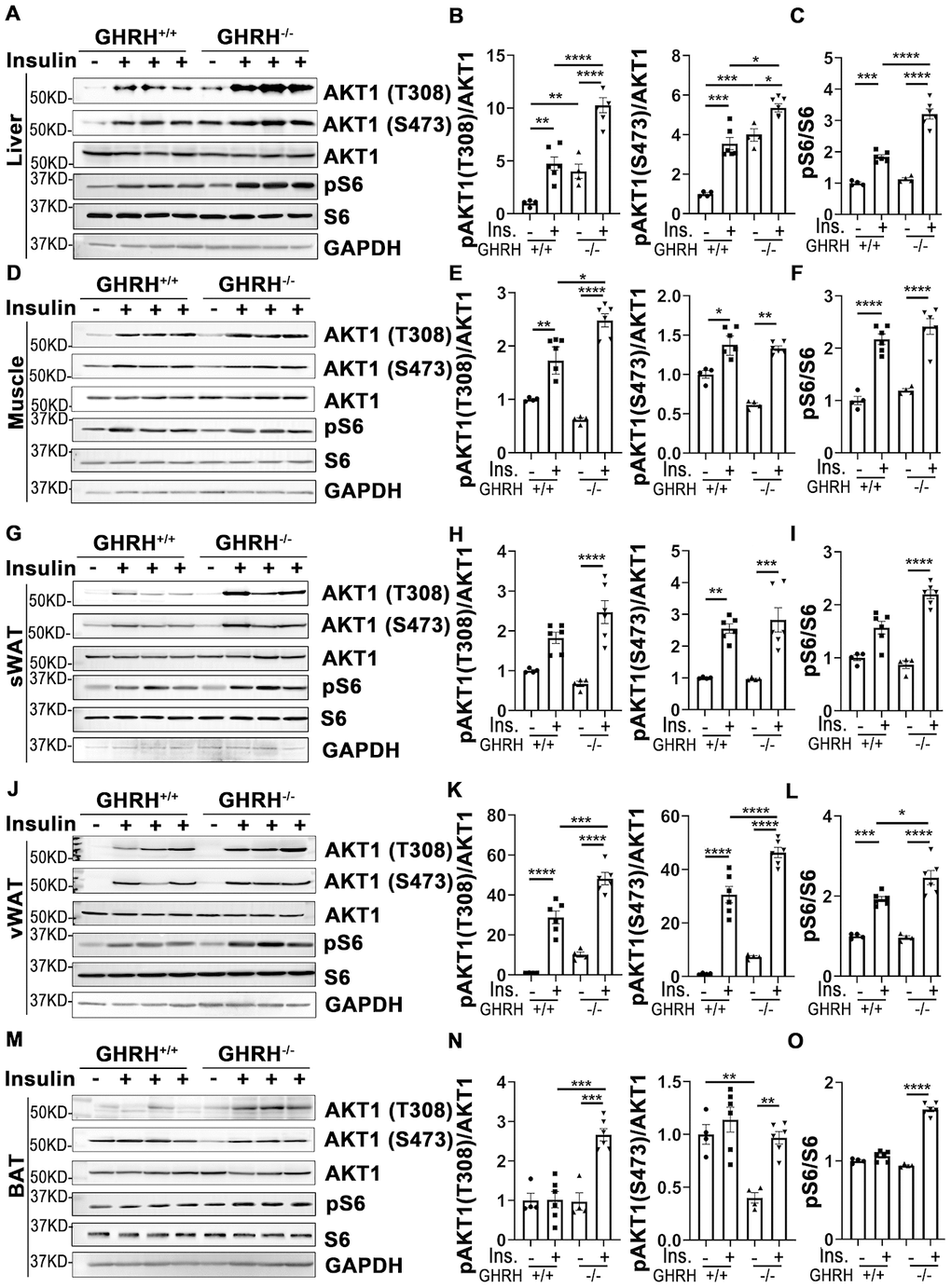 Insulin-induced activation of AKT/S6 cascade in metabolically active tissues of GHRH-/- mice. (A–C) Activation of AKT and S6 in liver. (D–F) Activation of AKT and S6 in skeletal muscle. (G–I) Activation of AKT and S6 in subcutaneous white adipose tissue. (J–L) Activation of AKT and S6 in visceral white adipose tissue. (M–O) Activation of AKT and S6 in interscapular brown adipose tissue. The 4 hours fasted mice were injected i.p. with porcine insulin (1 IU/kg of body weight). After 20 min, tissues were collected to perform western blots. All data (means ± sem) are expressed as fold change compared to vehicle treated WT controls (defined as 1.0) (n=4 for WT group; n=6 for GHRH-/- mice). Statistical analysis was performed by unpaired Student’s t-test, * P P P P 