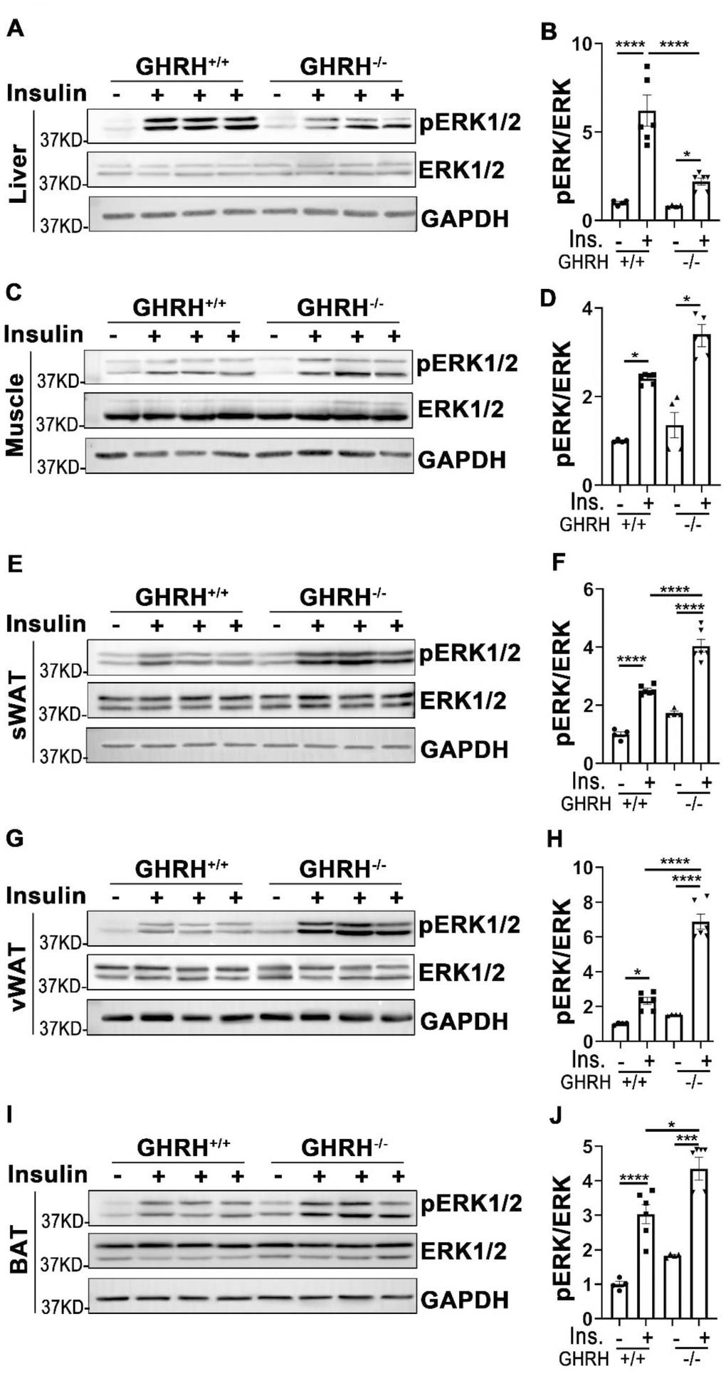 Analysis of insulin-induced activation of ERK1/2 in metabolically active tissues of GHRH-/- mice. (A, B) Activation of ERK1/2 in liver. (C, D) Activation of ERK1/2 in skeletal muscle. (E, F) Activation of ERK1/2 in subcutaneous white adipose tissue. (G, H) Activation of ERK1/2 in visceral white adipose tissue. (I, J) Activation of ERK1/2 in interscapular brown adipose tissue. The 4 hours fasted mice were injected i.p. with porcine insulin (1 IU/kg of body weight). After 20 min, tissues were collected to perform western blots. All data (means ± sem) were expressed as fold change compared to vehicle treated WT controls (defined as 1.0) (n=4 for WT group; n=6 for GHRH-/- mice). Statistical analysis was performed by unpaired Student’s t-test, * P P P P 