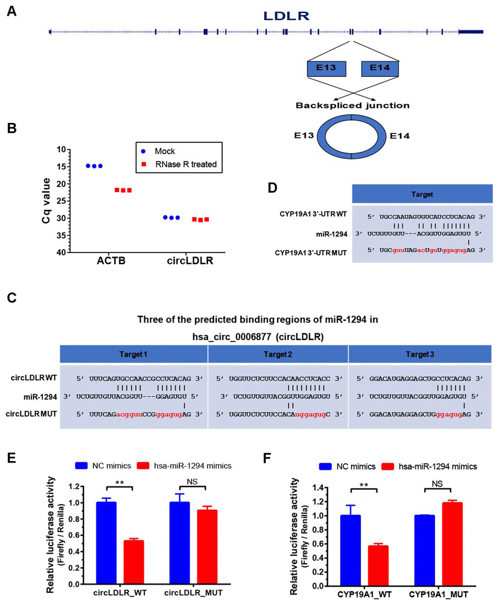 Validation of direct targeting between the partners within the circLDLR-miR-1294-CYP19A1 ceRNA network. (A) The sketch map of LDLR gene and its derived circLDLR (has