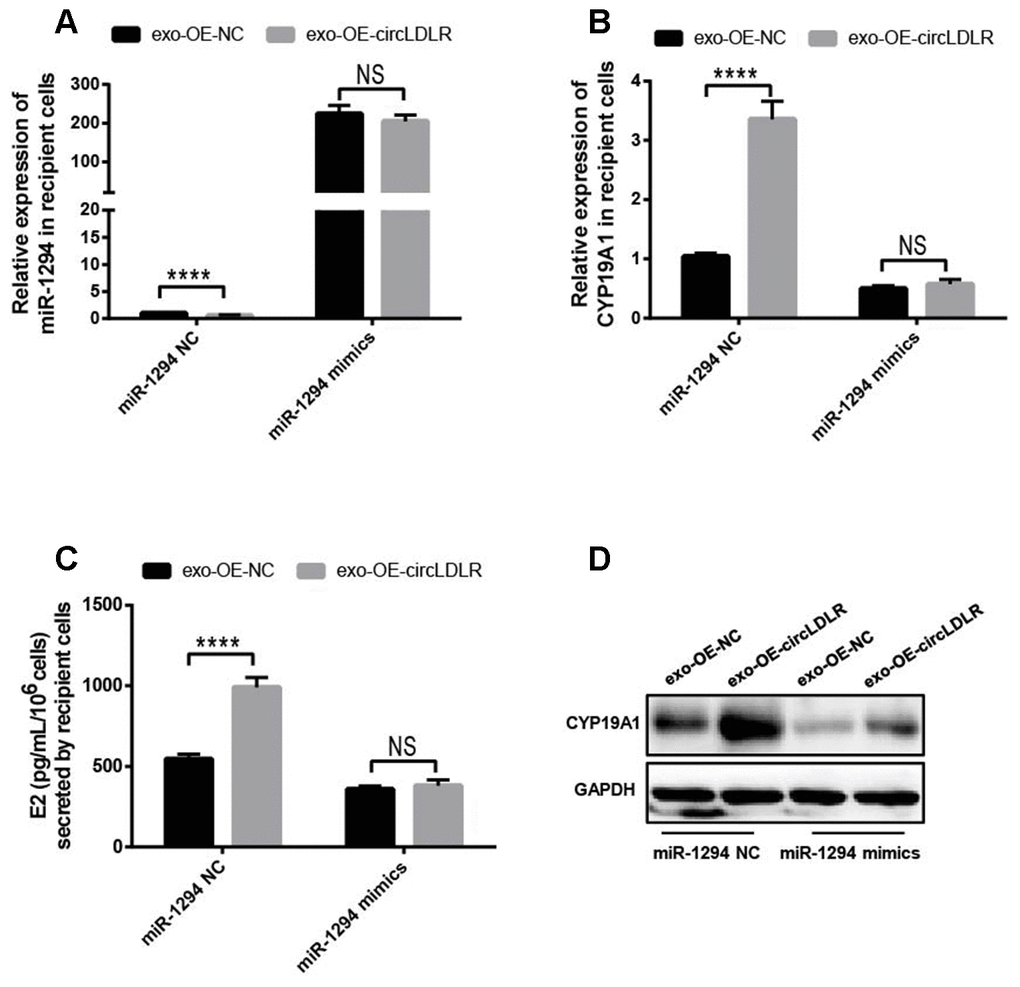 Confirmation of the direct role of circLDLR in miR-1294/ CYP19A1 axis. The miR-1294 mimics was transfected into the recipient KGN cells which has been treated with OE- circLDLR exosomes. 48- h later, the expressions of miR-1294 (A), CYP19A1 mRNA (B) and CYP19A1 protein (D) in the corresponding recipient cells were quantified by qRT-PCR and Western blot. At the same time, the estradiol secretions by the recipient cells were also measured by ELISA assay (C). GAPDH was used as the internal controls for circLDLR and CYP19A1. U6 was used as the internal controls for miR-1294. Each experiment was performed six times. exo-OE-circLDLR, exosomes with over-expressed circLDLR; exo-OE-NC, negative control exosomes. **** indicates p 