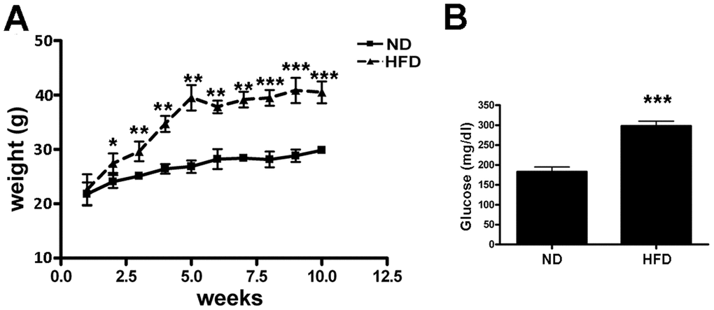 Treatment of mice with HFD. (A) The graph shows the weight of six mice fed with HFD and other six ones with ND for 10 weeks. Data are shown with standard deviation (SD) n=6 animals for each experimental condition, *pB) The graph shows the mean blood glucose levels determined in mice at the end of treatment with either HFD or ND. Data are shown with standard deviation (SD) n=6 animals for each experimental condition, ***p