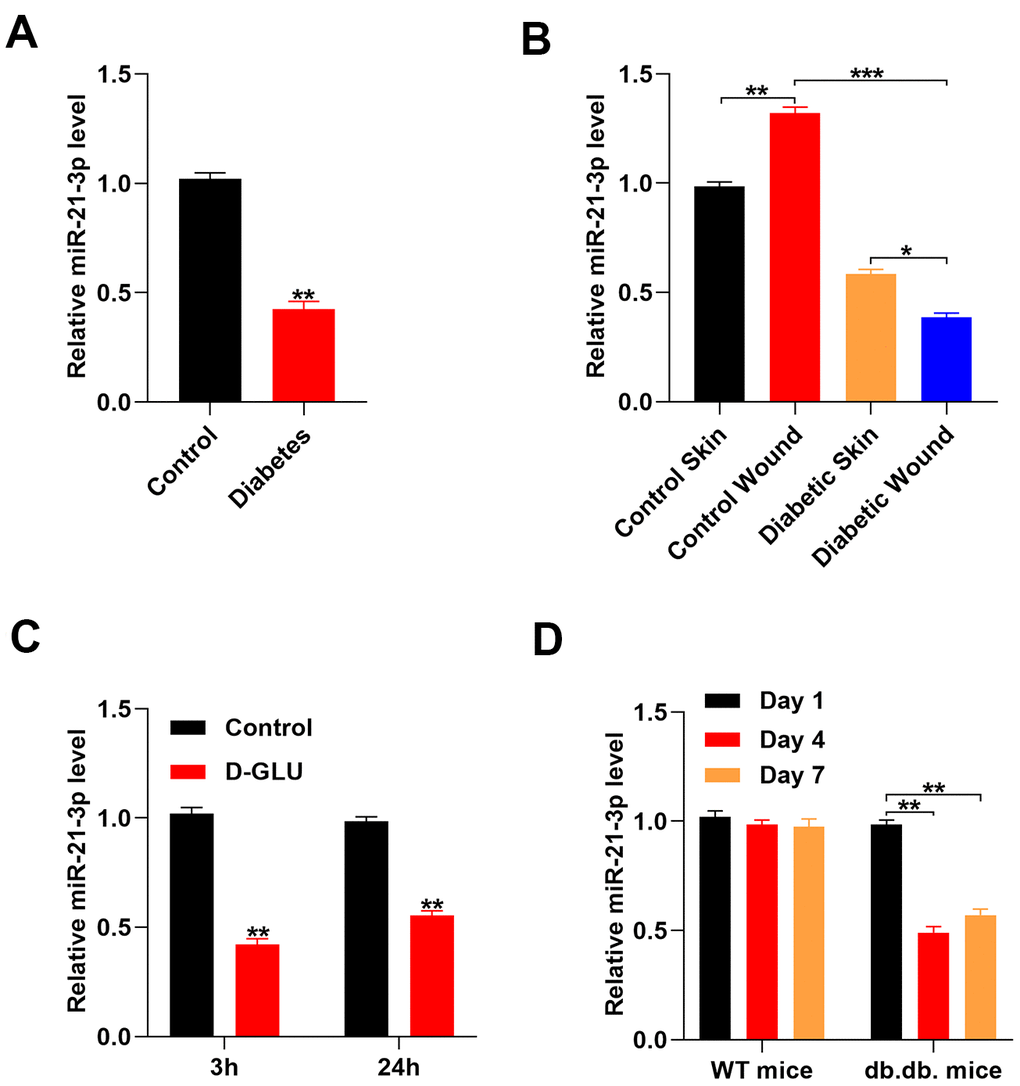 Glucose stimulation suppresses miR-21-3p expression. (A) The level of miR-21-3p in the diabetes patients and the healthy controls was measured by qRT-PCR analysis (n=10, per group); (B) qRT-PCR was used to measure MiR-21-3p expression in the skin tissue from mice that received different treatments (n=10, per group); (C) The level of miR-21-3p in fibroblasts was measured at 3 h and 24 h following diabetic stimulation with D-glucose; (D) The level of miR-21-3p in WT and db.db. mice tissues was measured on days 1, 4, and 7 post-wounding. (n=10, per group). Data are presented as the mean ± SD from three independent experiments. *p 