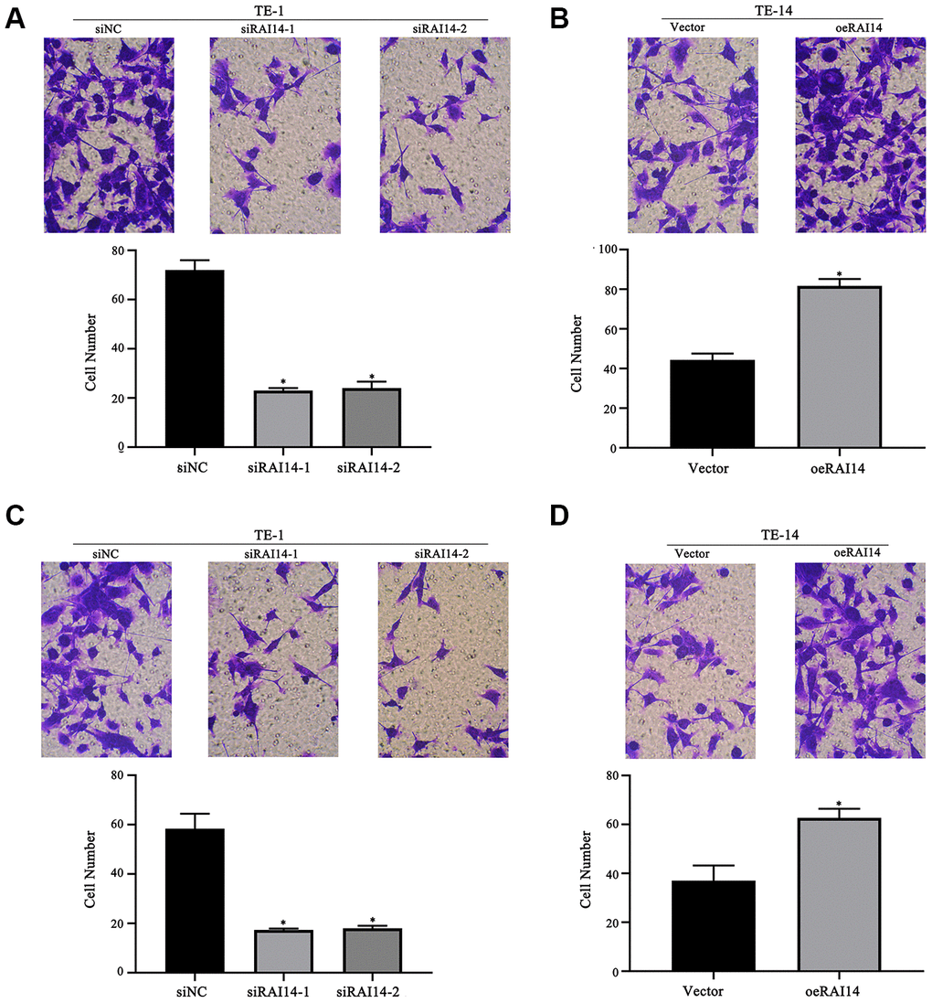 RAI14 modulates migration and invasion in EC. (A) Migratory ability of TE-1 cells after RAI14 knockdown. (B) Migratory ability of TE-14 cells after RAI14 overexpression. (C) Invasion ability of TE-1 cells after RAI14 knockdown. (D) Invasion ability of TE-14 cells after RAI14 overexpression The results are presented as the mean ± SD of three independent experiments. *P 