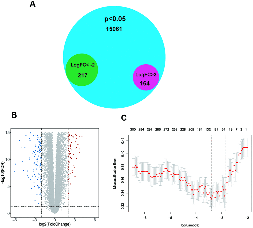 The screening of significant genes. (A–B) Venn plot and volcano plot demonstrating the expression of 164 upregulated genes and 217 downregulated genes in GSE54129 after differential expression analysis. (C) Six genes with the lowest misclassification error remained after LASSO regression analysis.