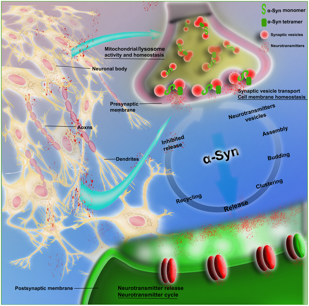 Schematic of the physiological role of α-Syn in synaptic transmission. The figure shows that α-Syn (monomeric and tetrameric forms) is involved in neurovesicle transport during the intricate transmission of neurotransmitters in synapses, dendrites and axons; this transport includes neurotransmitter vesicle storage, aggregation, assembly and release, as well as recovery and inhibition of neurotransmitters and other circulatory processes. α-Syn is also involved in the maintenance of cell membrane homeostasis and the normal functioning of mitochondria and lysosomes.