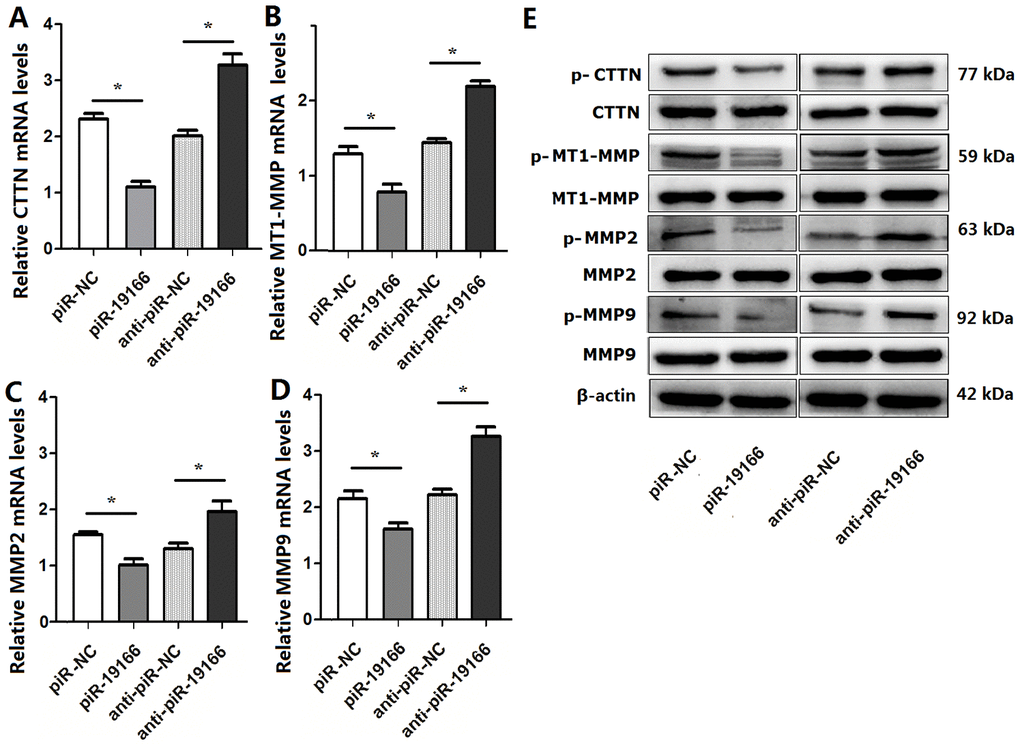 piR-19166 inactivated CTTN /MMPs pathways in PC3 cells. (A) mRNA levels of CTTN were detected in PC3 of piR-19166 overexpressing or silencing compared with the negative control (NC) by qRT-PCR. (B) mRNA levels of MT1-MMP were detected in PC3 of piR-19166 overexpressing or silencing compared with NC by qRT-PCR. (C) Levels of MMP2 mRNA were detected in PC3 of piR-19166 overexpressing or silencing compared with NC by qRT-PCR. (D) mRNA levels of MMP9 were detected in PC3 of piR-19166 overexpressing or silencing compared with NC by qRT-PCR. (E) Protein levels of p-CTTN, p-MT1-MMP, p-MMP2 and p-MMP9 were detected in PC3 of piR-19166-overexpressing or piR-19166-knockdown compared with NC by western blot. Error bars represent the mean ± SD of three independent experiments. *P 