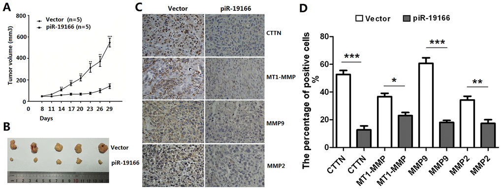 piR-19166 suppressed CTTN/ MMPs signaling pathways of PC3 in vivo. (A) piR-19166 overexpression remarkably inhibited the tumor volumes in vivo. (B) After 30 days post-injection, all mice were sacrificed, and subcutaneous tumors were collected. (C-D) The Immunohistochemistry (IHC) results showed that overexpression piR-19166 of xenograft tumor had distinctly lower the percentage of positive cells of p-CTTN, p-MT1-MMP, p-MMP2 and p-MMP9 than those of the control group. Error bars represent the mean ± SD of three independent experiments. *P 