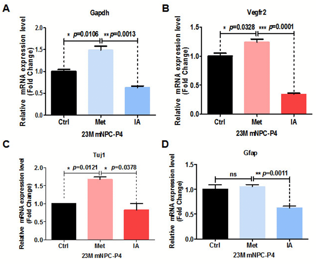 Metformin enhanced relative mRNA expression of GAPDH in the glycolysis pathway and was associated with relative mRNA-related angiogenesis and neurogenesis and increased expression. (A) Relative GAPDH mRNA expression of neural stem cells (NSCs) treated with metformin and iodoacetic acid (IA), as examined by qRT-PCR. (B) Relative VEGFR2 mRNA expression of NSCs treated with metformin and IA, as examined by qRT-PCR. (C) and (D), Relative Tuj1 (C) and GFAP (D) mRNA expression of NSCs treated with metformin and IA, as examined by qRT-PCR. Ctrl: Control; Met: Metformin. The overall significance between two groups was determined by Student’s t-test, among three group was determined by one-way ANOVA. * p p p 