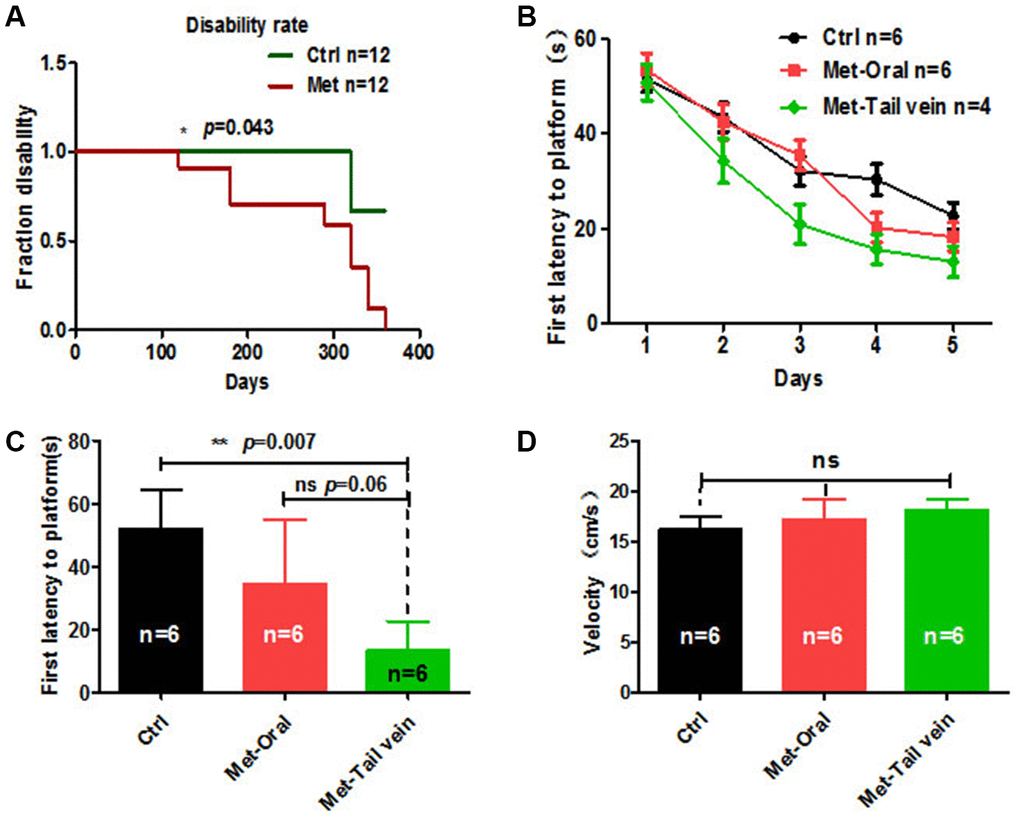 Mice treated with metformin by tail vein injection showed better performance in the Morris water maze test. (A) Mice treated with metformin (n = 12) for 10 months showed a considerable disability rate compared with the control group (n = 12). (B) Twenty-month-old mice treated with metformin by tail vein injection (n = 4) showed a better performance in escape latency than mice treated by oral administration (n = 6). (C) Probe tests conducted at 24 h after the acquisition phase indicated that the first time-to-platform of 20-month-old mice treated with metformin by tail vein injection was shorter than in mice treated by oral administration. (D) No difference in swim speed was observed between control and metformin-treated groups (tail vein injection or oral administration). Ctrl: Control; Met: Metformin. The overall significance between two groups was determined by Student’s t-test, among three group was determined by one-way ANOVA. * p p p 