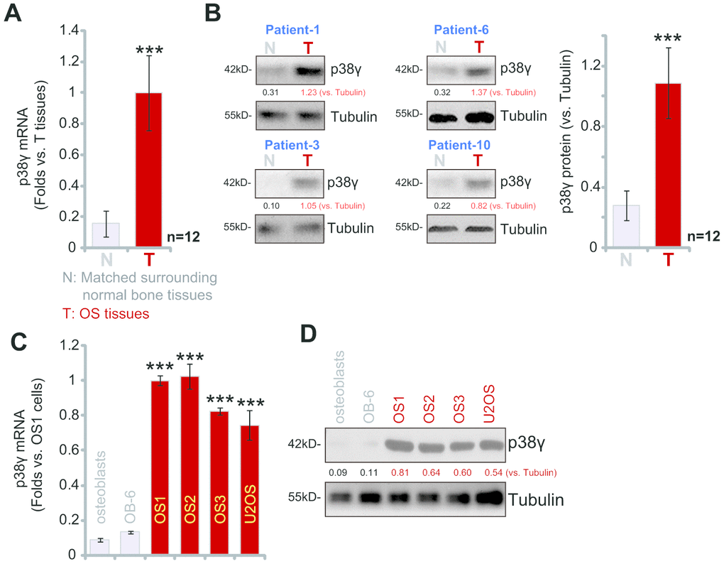 p38γ expression is elevated in human OS tissues and OS cells. Expression of p38γ mRNA (A, C) and protein (B, D) in twelve (n=12, derived from twelve different OS patients) primary human osteosarcoma tissues (“T”) and matched surrounding normal bone tissues (“N”), as well as in U2OS established OS cells, primary human OS cells (OS1/OS2/OS3, derived from three different OS patients), OB-6 osteoblastic cells, and primary human osteoblasts are shown. Expression of listed proteins was quantified and normalized to the loading control (B, D). Data presented as mean ± standard deviation (SD). *** p