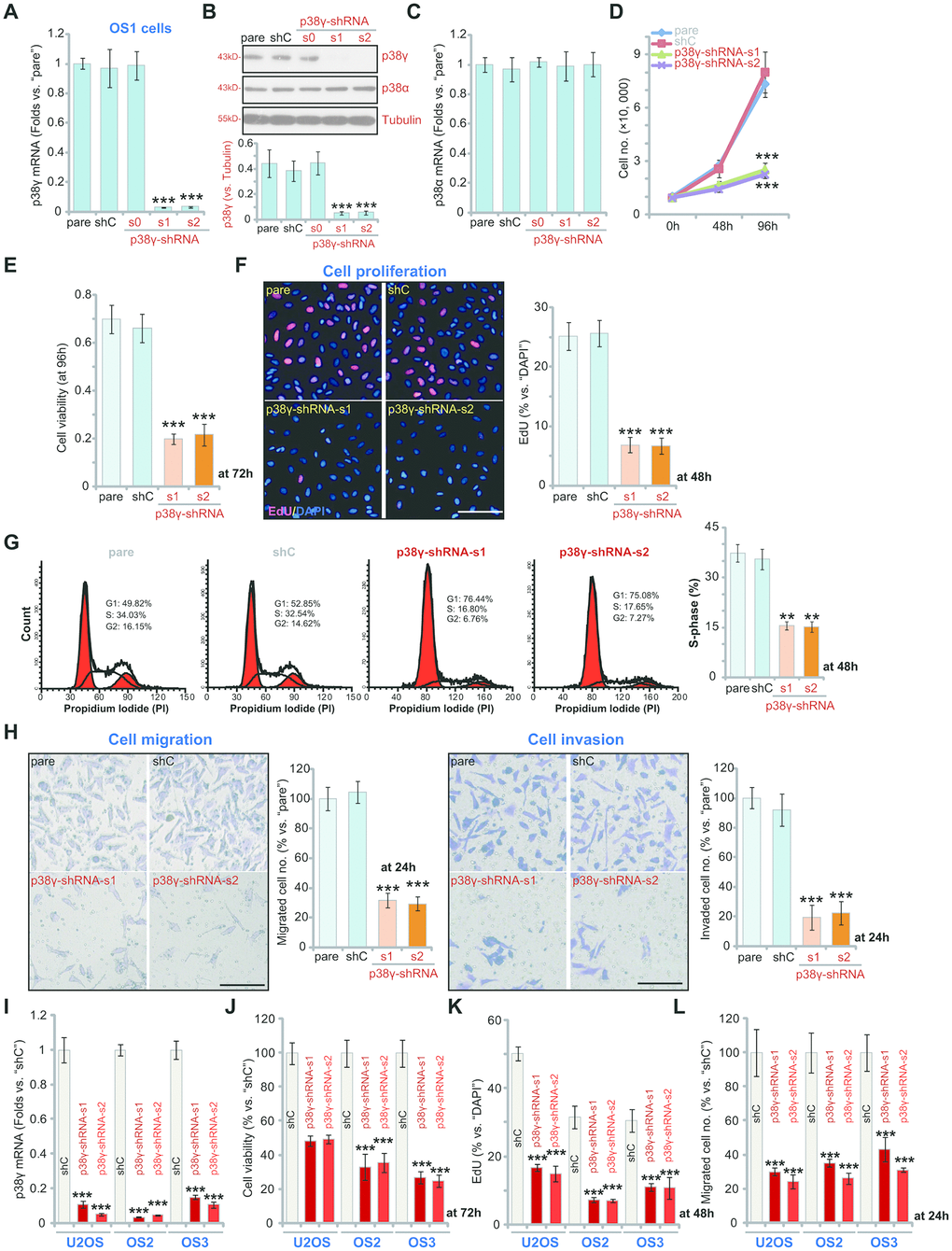 p38γ shRNA inhibits human OS cell viability, growth, proliferation, migration and invasion. Human OS cells, including OS1/OS2/OS3 primary OS cells (derived from three different OS patients) and the established U2OS cells, with scramble control shRNA (“shC”) or the applied p38γ shRNA (p38γ-shRNA-s0/s1/s2), were cultured and the expression of listed genes tested by qPCR and Western blotting assays (A–C, I); Cell growth (cell counting assay, D), viability (measuring CCK-8 viability OD, E, J) and proliferation (measuring EdU ratio, F, K) as well as cell cycle distribution (G), cell migration (“Transwell” assay, H, L) and invasion (“Matrigel Transwell” assay, H) were tested after incubation for applied time periods. “pare” indicated parental control cells (same for all Figures). For EdU staining assays, five random views with total 500 cell nuclei from each treatment were included to calculate the EdU/DAPI ratio (same for all Figures). For “Transwell”/“Martial Transwell” assays, in each condition five random views were included to calculate the average number of migrated/invaded cells (same for all Figures). For all the functional assays the same number of viable cells from the different genetic treatments were seeded initially onto each well or each dish (at 0h, same for all Figures). Expression of listed proteins was quantified and normalized to the loading control (B). Data presented as mean ± standard deviation (SD, n=5). ** ppF, H).