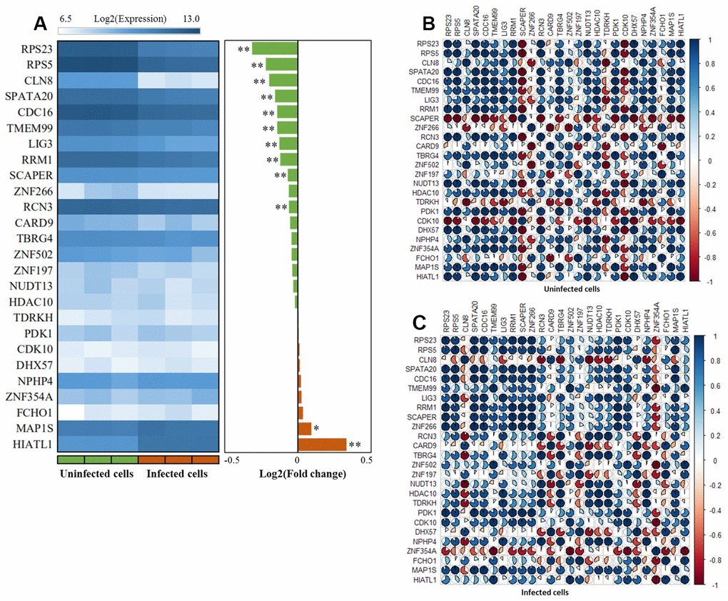 The expression patterns of these 26 risk genes between infected cells and uninfected cells based on the GSE133803 dataset. (A) Heatmap showing the expression levels of 26 risk genes between infected cells and uninfected cells; * represents the t-test P value B) The co-expression patterns of 26 risk genes based on the Pearson correlation analysis in uninfected cells; (C) The co-expression patterns of 26 risk genes based on the Pearson correlation analysis in infected cells.