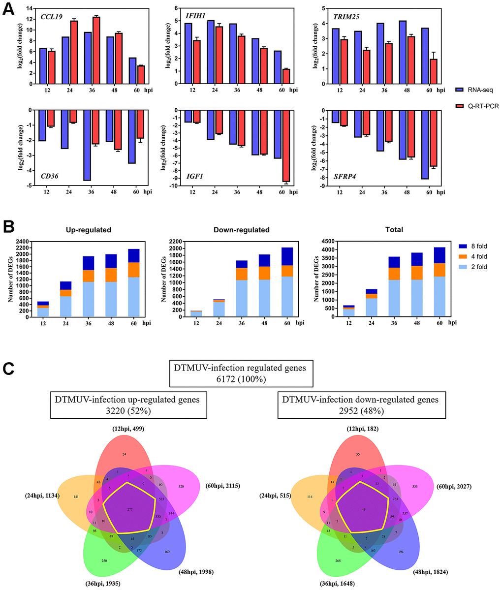 Changes of the gene expression in DEFs at different times after DTMUV infection. (A) Q-RT-PCR versus RNA-seq analyses of the expression for representative six genes (CCL19, IFIH1, TRIM25, CD36, IGF1 and SFRP4). (B) The upregulated/downregulated number and total number of DEGs (≥ twofold change, PC) Venn diagrams showing overlap of DTMUV-induced DEGs across different time points. Upregulated and downregulated genes were analyzed separately and have been shown with the number of genes specifically or commonly responsive at different time points.