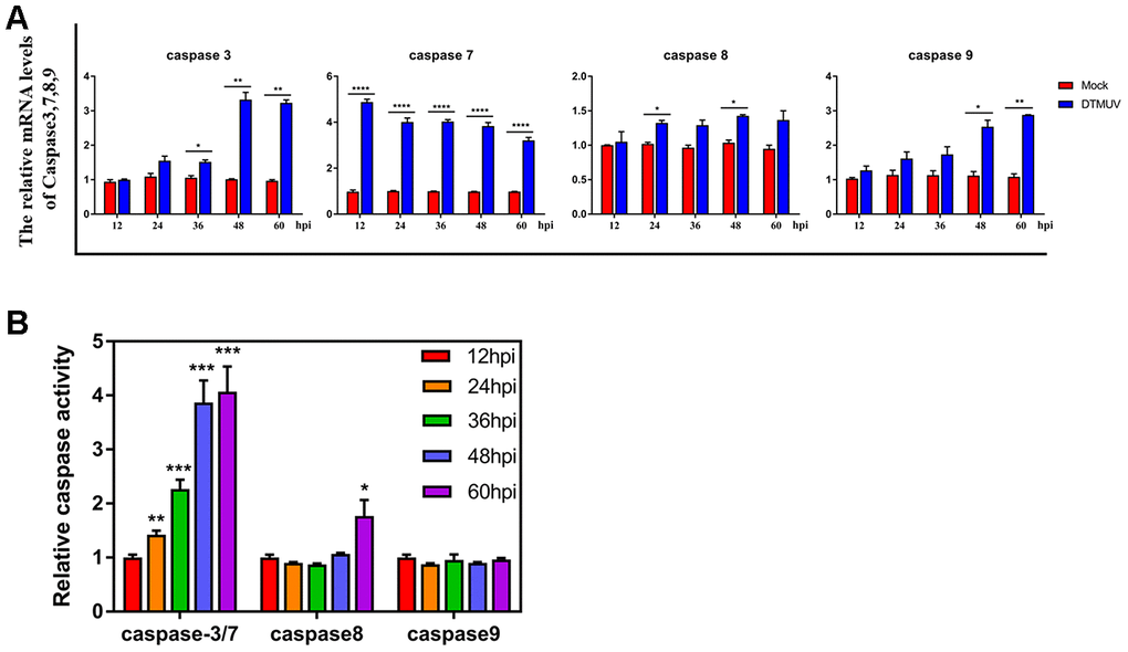 Effects of DTMUV infection on the caspase family. (A) mRNA expression levels of caspase-3, caspase-7, caspase-8 and caspase-9. (B) Activities of caspase-3, caspase-7, caspase-8 and caspase-9. The data are presented as the means ± SD of three independent experiments. * ppp