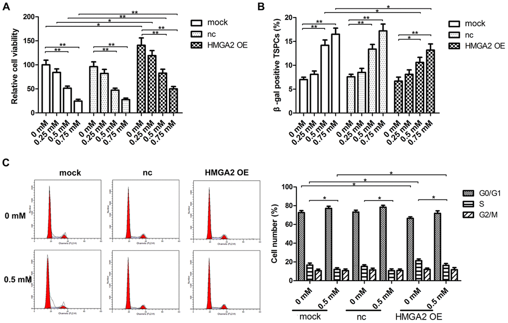 HMGA2 overexpression protects hTSCs from H2O2-induced cell death, cell senescence and decreased S-phase cell number. hTSCs transfected with lenti-HMGA2 (HMGA2 OE) or the negative control (nc) were subjected to H2O2 treatment at indicated concentrations. Non-transfected cells (mock) were included for comparison. (A) Cell viability was determined by the CCK-8 assay after 24 h of H2O2 treatment. (B) Cell senescence was assessed by β-gal staining after 72 h of H2O2 treatment. (C) Cell cycle analysis was performed by flow cytometry after 24 h of H2O2 treatment. The data shown are from three replicates and are presented as mean ± SD. *p 