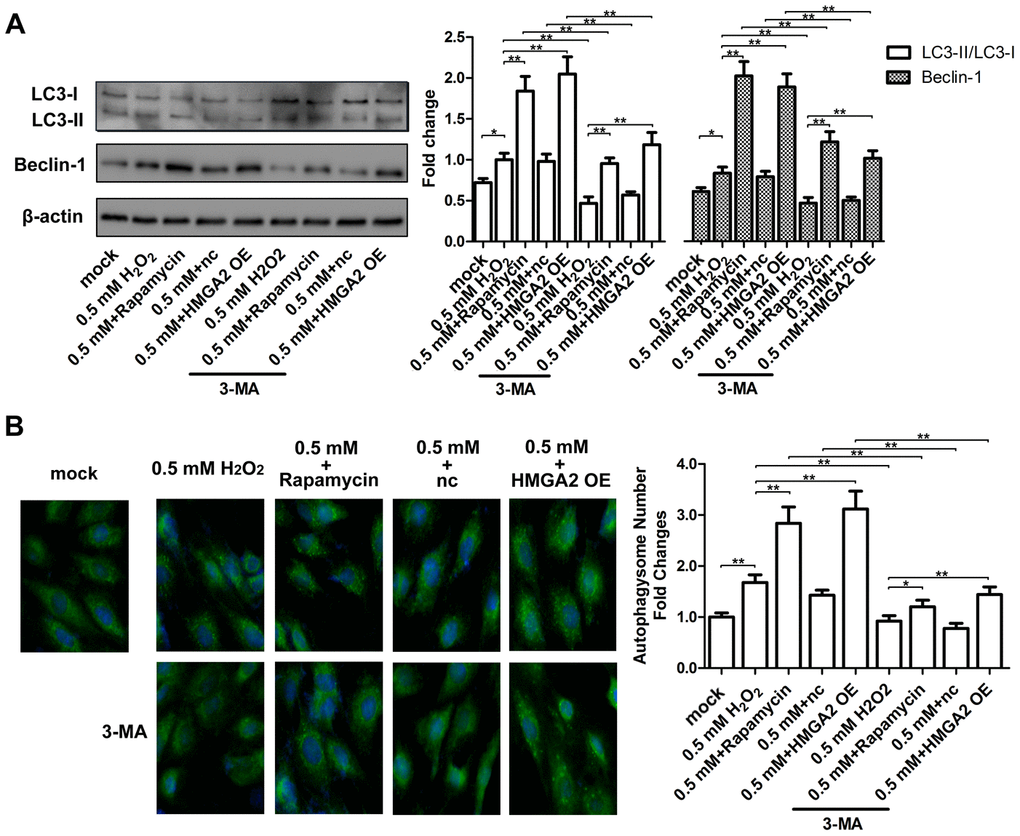 HMGA2 overexpression activates autophagy in H2O2-treated hTSCs. (A) hTSCs were incubated with rapamycin and 3-MA for 24 h, alone or in combination as indicated, and subsequently exposed to 0.5 mM H2O2 for 24 h. hTSCs were transfected with lenti-HMGA2 (HMGA2 OE) or the negative control (nc) in the presence or absence of 3-MA for 24 h, and subsequently exposed to 0.5 mM H2O2 for 24 h. Normal cells (mock) were included for comparison. The protein levels of the autophagic markers LC3-I, LC3-II, and Beclin-1 were determined by western blot analysis. (B) GFP-LC3-transfected hTSCs were subjected to treatments as described in a. GFP-LC3-labeled vacuoles (puncta) were detected by fluorescence imaging at 60× magnification. The data shown are from three replicates and are presented as mean ± SD. *p 