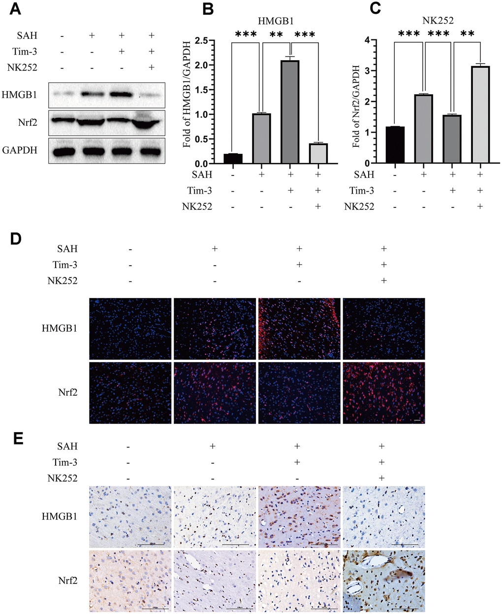 NK252 treatment reversed the effect of Tim-3 on the expression of HMGB1 and Nrf2. Compared with the SAH+AAV-Tim-3+DMSO groups, western blotting data indicated that NK252 significantly decreased the expression of HMGB1 and increased the expression of Nrf2 (A) as assessed by quantitative analysis of HMGB1 (B) and Nrf2 (C) in the left hemisphere at 24 h post-SAH(n = 6 in each group). Data are expressed as the mean ± SEM.**p D). Scale bar = 50 μm. Immunohistochemical staining of HMGB1 and Nrf2 (E) in the left cerebral cortex at 24 h post-SAH. Scale bar = 100 μm.
