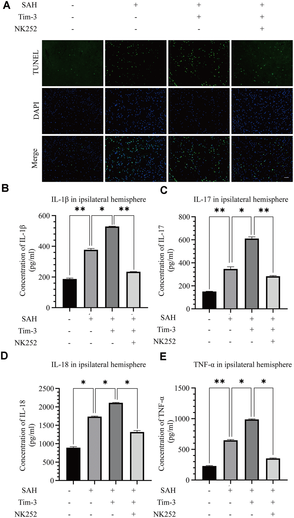 NK252 treatment abolished neurocyte apoptosis and the inflammatory effects associated with Tim-3. TUNEL staining showing that NK252 treatment significantly decreased TUNEL-positive neurocyte (A) and the expression of the pro-inflammatory cytokines, IL-1β (B), IL-17 (C), and IL-18 (D) TNF-α (E) (n = 6 in each group). Data are expressed as the mean ± SEM.*p 