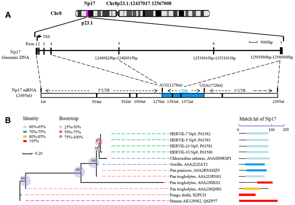 Structure of human Np17 and evolutionary relationships of Np17 genes. (A) Np17 gene contains 7 exons, in which exons 1-4 are noncoding exons, and exons 5-7 encode Np17 protein. (B) Phylogenetic tree based on Np17 protein showing the clustering of Np17 genes in Hominoidea, including Human, Chimpanzee (Pan troglodytes), and Gorilla.