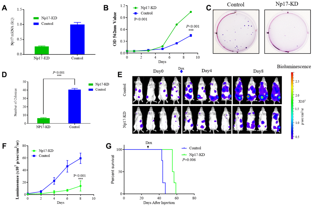 Np17 is critically required for proliferation and viability of AML Cells. (A) qRT-PCR analysis of Np17 levels in THP-1 cells after DOX-induced Np17-KD. (B) Comparison of proliferation curves of THP-1 cells after DOX-induced Np17-KD with control. (C, D) Representative images and quantification of colony numbers in THP-1 cells after DOX-induced Np17-KD. (E–G) Leukemia growth inhibition by in vivo Np17 shRNA in an orthotopic mouse model: (E) Bioluminescent images of representative mice for each group (n=4). (F) Quantitative analysis of tumor signals between Np17 KD and control(pG) overall survival (Kaplan-Meier analysis).