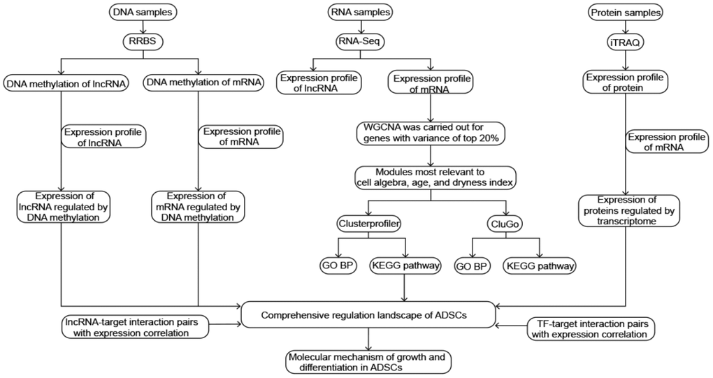 Flowchart in this study.