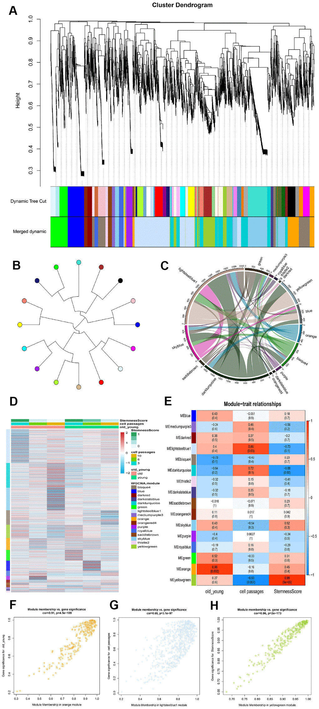 Identification of modules that was significantly correlated with phenotype. (A) Clustering dendrogram and modules. Each gene is represented by a leaf in the tree, where the y-axis represents the network distance determined by the topological overlap (TO) and different colors indicate the combined module membership. A total of 16 modules were identified. (B) Module tree diagram. Each point represents a module, and the lines indicate the interaction between the modules. (C) Circplot between modules. (D) Cluster analysis heatmap showing the expression of different modules in different phenotypes. (E) A heatmap of the correlation between module eigengenes and ADSCs phenotype. (F–H) The scatter plot shows the correlation between different phenotypes and MEorange, MElightsteelblue1 and MEyellowgreen.