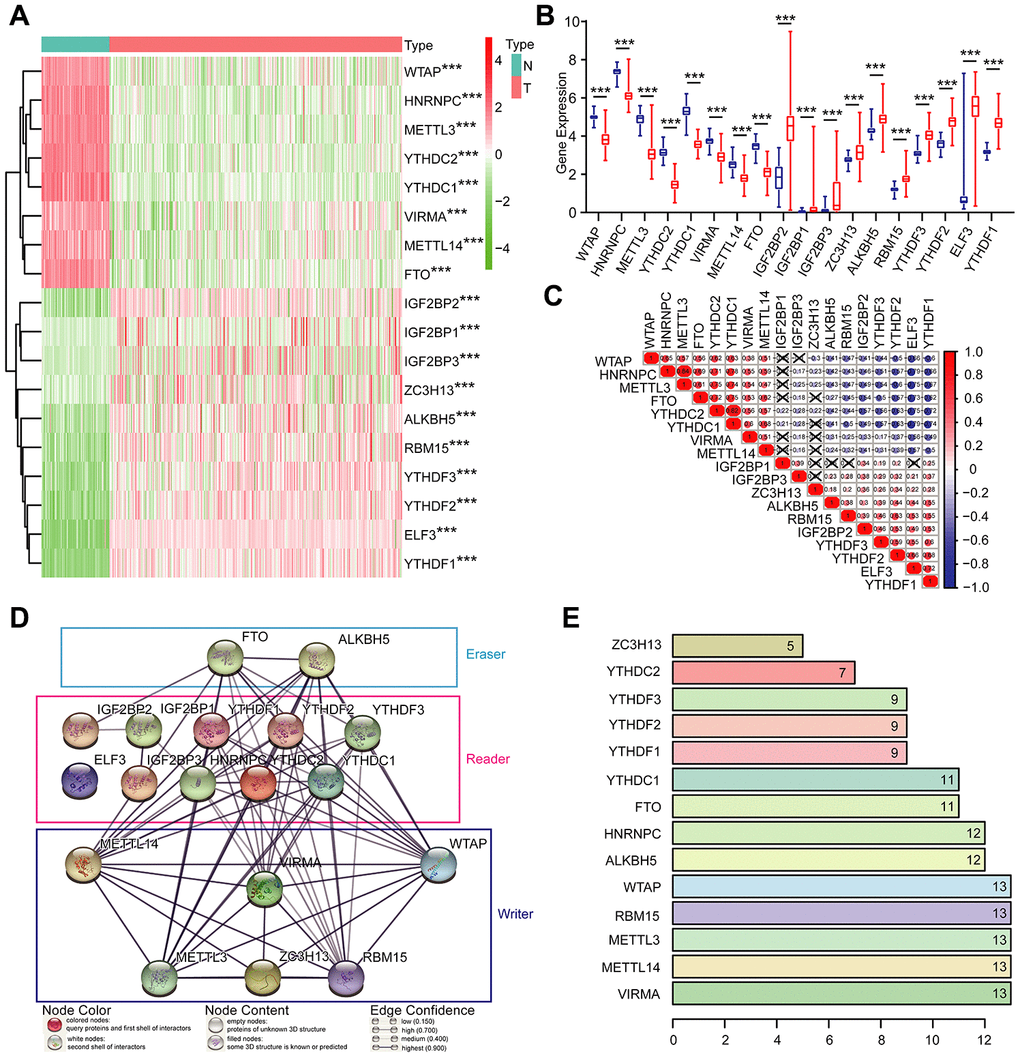 Expression of m6A RNA methylation regulators and interaction among them. (A) The expression levels of 18 m6A RNA methylation regulators in normal controls (n = 88) and OC (n = 379) with agglomerative hierarchical clustering. (B) Box line diagram of 18 m6A RNA methylation regulators. (C) Spearman correlation analysis of the 18 m6A modification regulators. (D) The m6A modification-related interactions among the 18 m6A RNA methylation regulators. (E) Number of related nodes of m6A RNA methylation regulators (only show the number > 5).