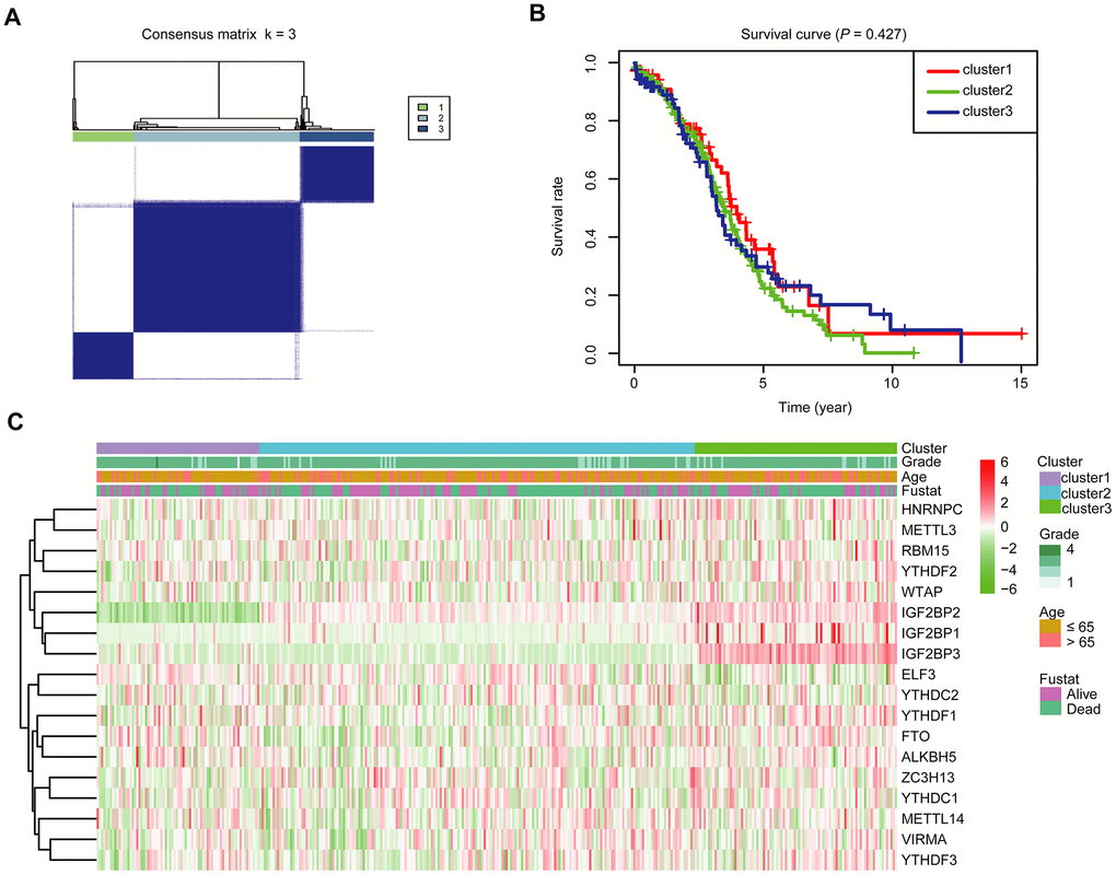 Divergent clinicopathological features and OS of OC in the cluster1/2/3 subgroups. (A) Consensus clustering matrix for k = 3. (B) Kaplan-Meier OS curves for 379 OC patients. (C) Heatmap and clinicopathologic characters of the three clusters (cluster1/2/3) defined by the m6A RNA methylation regulators’ consensus expression.