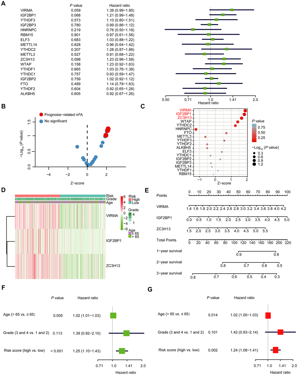 The selection of three m6A RNA methylation regulators, and their effect on OC prognosis and clinicopathological characteristics. (A) Cox univariate regression analyses were used to examine the associations between expression of 18 m6A RNA methylation regulators and prognosis. (B, C) The P-value of IGF2BP1, VIRMA and ZC3H13 D) Heatmap and clinicopathologic features of the three selected m6A RNA methylation regulators. (E) Nomogram for forecasting 1-year, 2-year and 3-year survival of clinically OC patients. The nomogram is used by adding up the points identified on the points scale for each variable. Based on the sum of these points projected on the bottom scales, it is used to predict the likelihood of individual patients surviving for 1-year, 2-year and 3-year. (F) Univariate analysis of the hazard ratios for risk score as independent prognostic elements to anticipate the OS. (G) Multivariate analysis of the hazard ratios for risk score as independent prognostic elements to predict the OS.