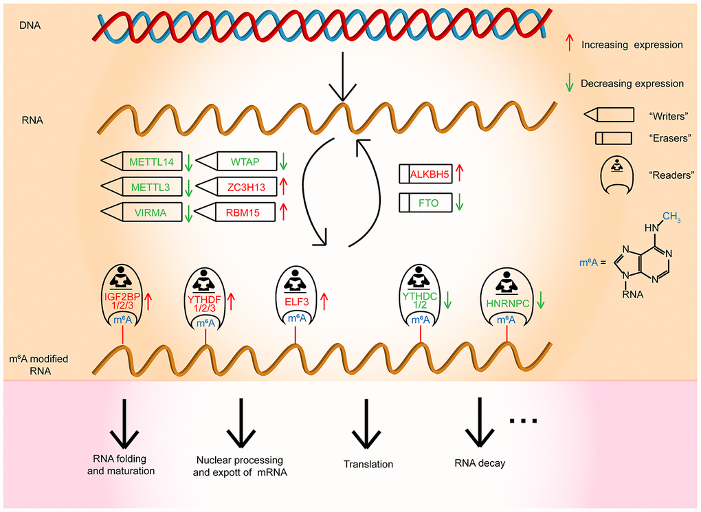 Outline for the expression changes, mechanism, and potential functions of m6A RNA methylation regulators in OC.
