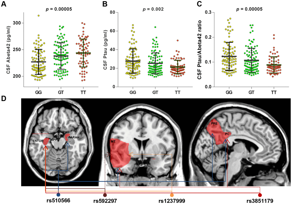 CSF AD biomarkers and distribution of brain region affected by specific PICALM variations in subgroup analyses. T allele of rs510566 had associations with higher CSF levels of Abeta42 (A) and lower CSF levels of ptau (B) or ptau/abeta42 (C), which remained significant only in A (-) subgroup. In addition, the associations with specific loci showed significant trends in APOE4 (-) subgroup, including rs1237999 (HIPPO, ENTOR, and MT), rs592297 (HIPPO, ENTOR, and MT), and rs3851179 (HIPPO, ENTOR, MT, and PC) (D).
